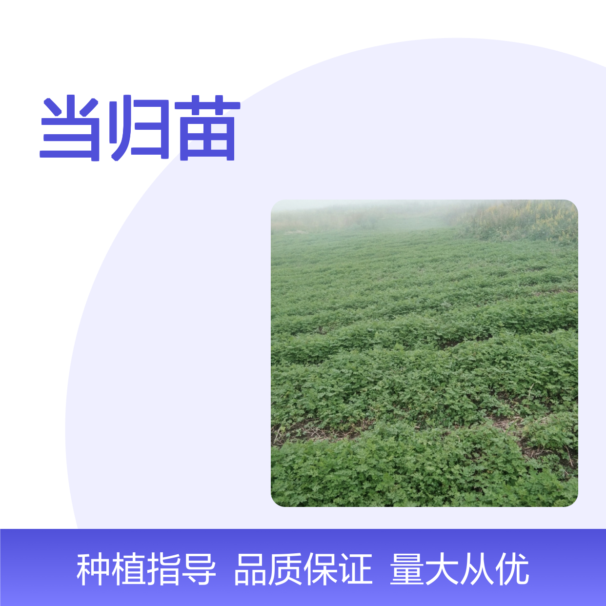 当归苗基地直供 优质当归种植苗 栽培简单 生长迅速