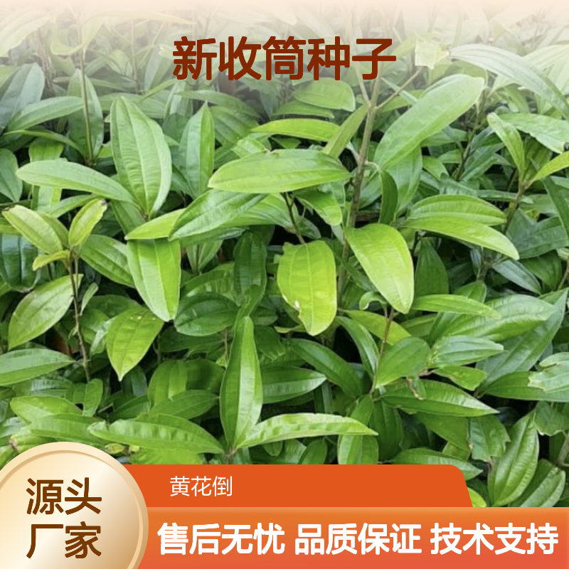 当年新收筒种子 产地直供 免费技术指导 一手货源