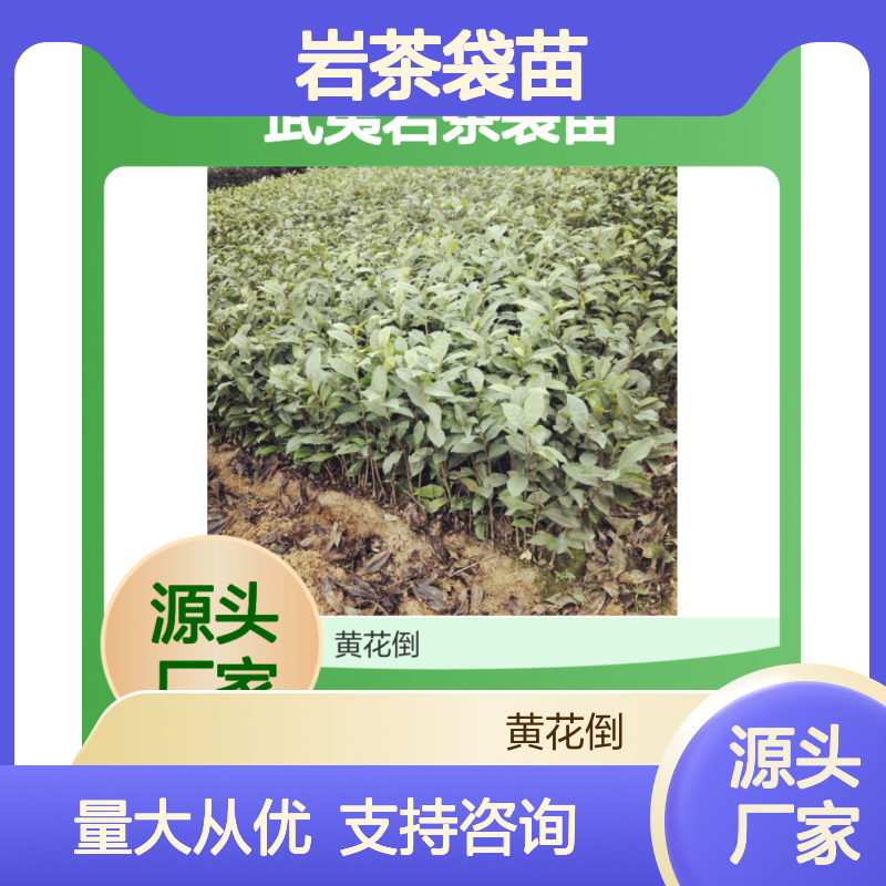 武夷岩茶袋苗 园林绿化优选品种 实力雄厚 资源丰富