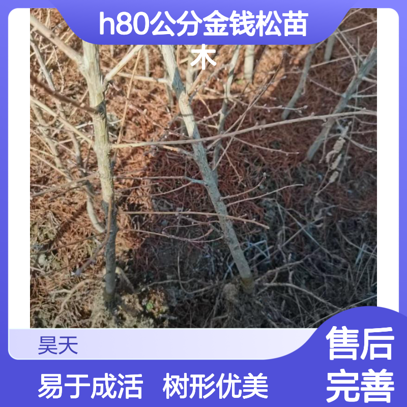 H80公分金钱松苗木 地径0.8冠幅20 长江流域生长 秋色风景树