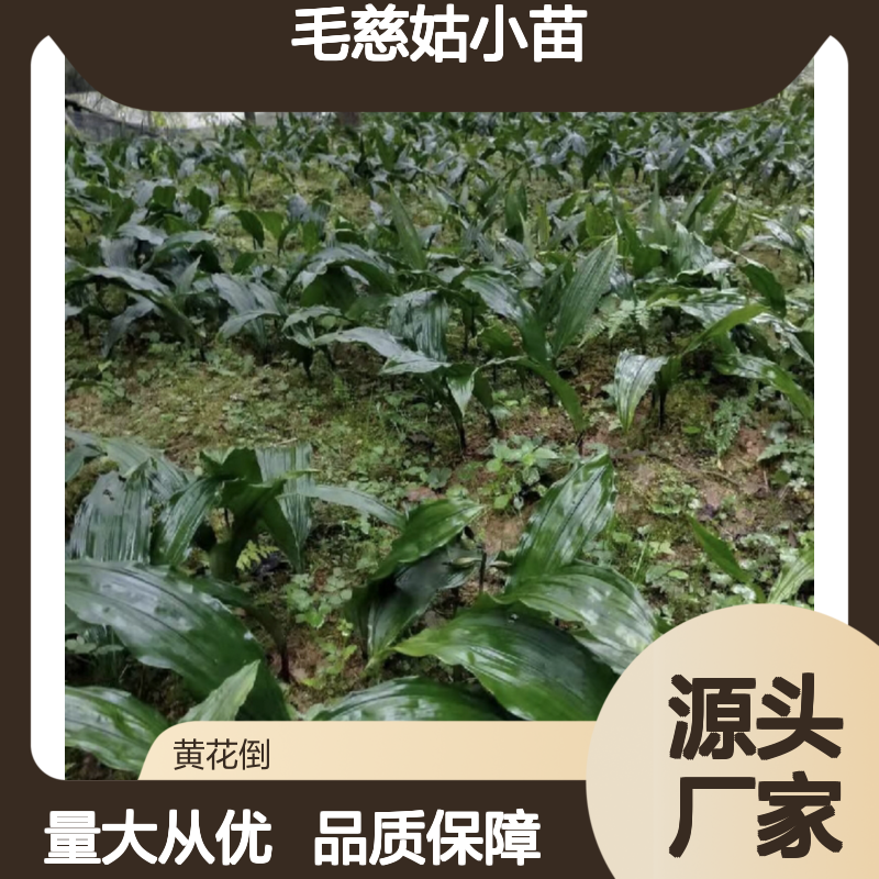 毛慈姑小苗 批发基地直供 园林植物优选 生长迅速