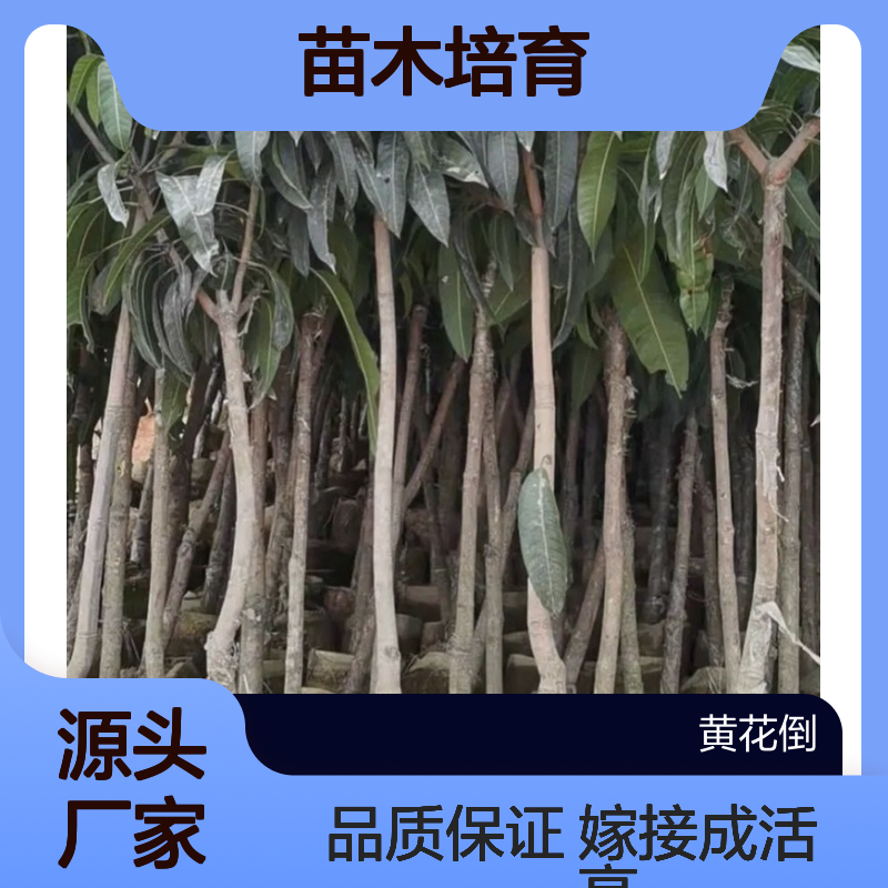 贵妃芒果直生树苗 产地直供品质优良 纤维极少
