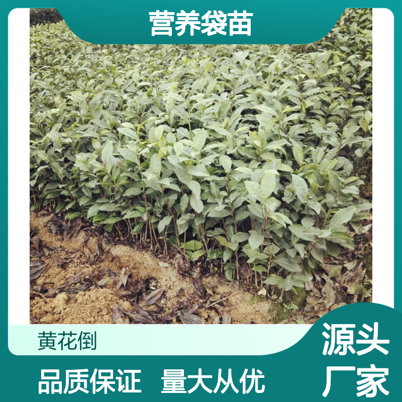 中茶108茶营养袋苗 基地直供 全国配送 新鲜采摘