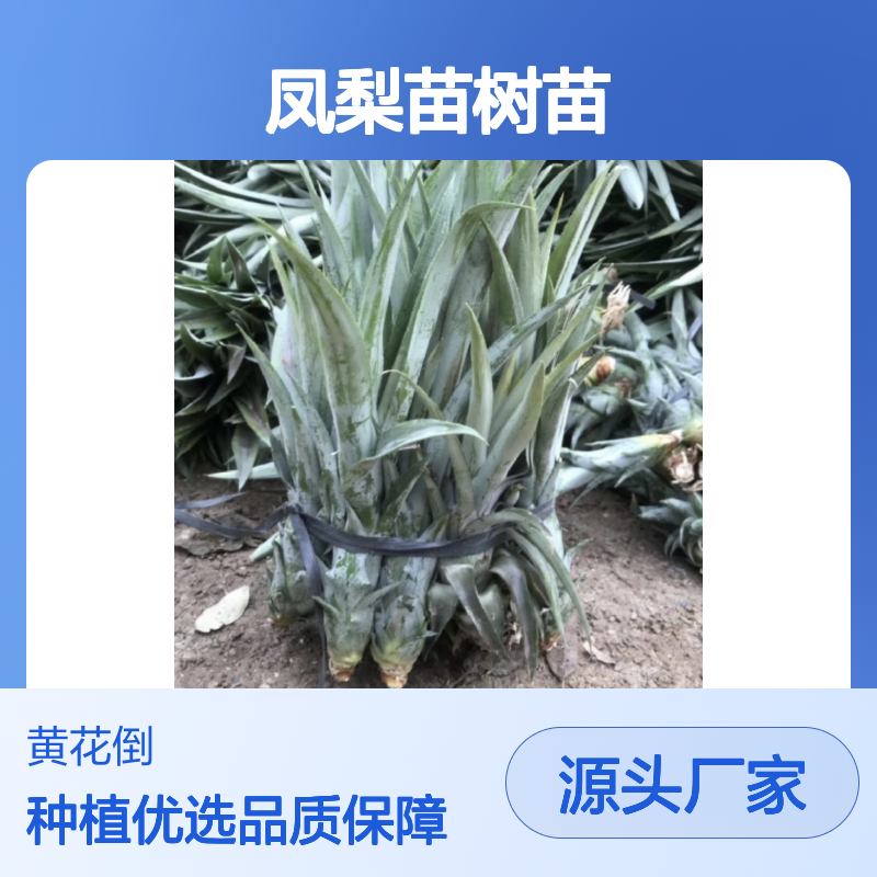 分株繁殖凤梨苗 果园种植优选 生根迅速 茁壮成长