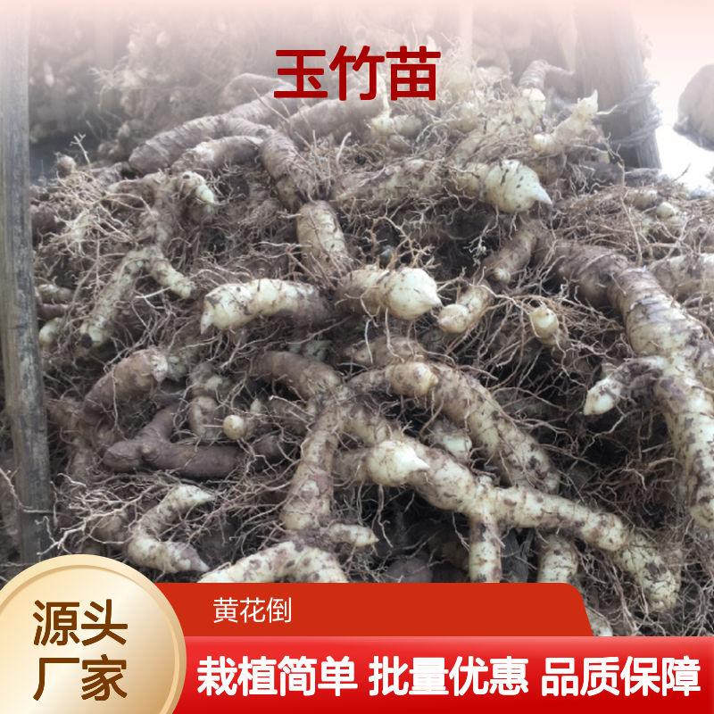 正品玉竹苗种植 园林绿化优选 适应性强 药用价值