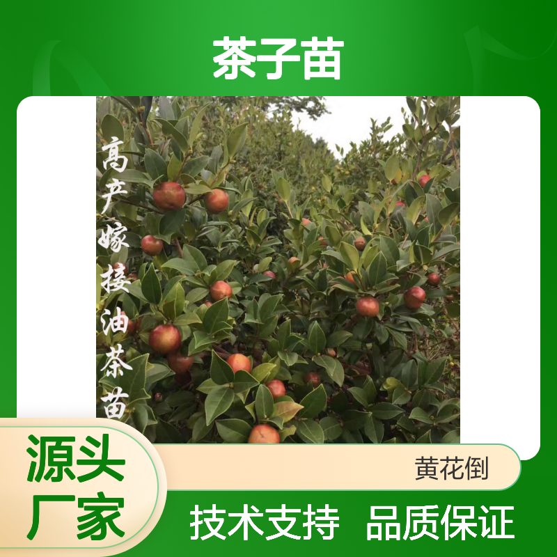 茶子种植园 高产嫁接茶子苗 批发供应 果大皮薄