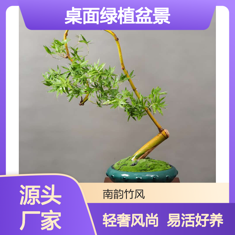 小叶簕竹室内办公室桌面绿植盆景易活好养 植物租摆轻奢风