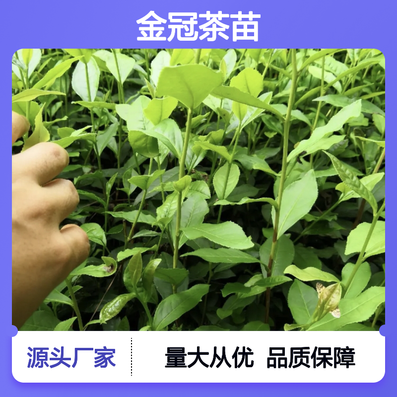 金冠茶苗 批发常绿灌木 园林优选 种植专业 品质保证