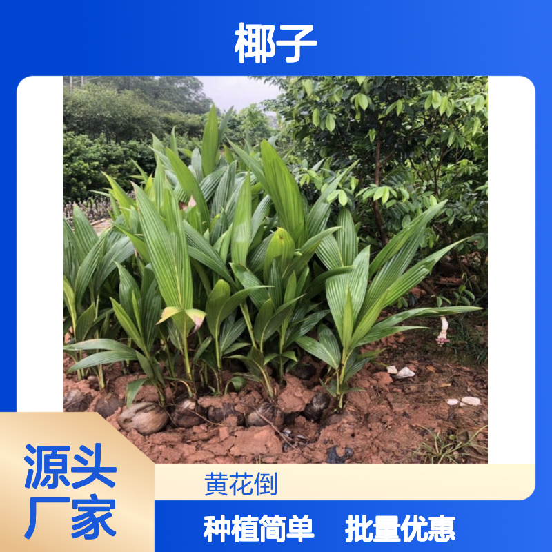 优质椰子树苗 批发供应 园林植物 全肥施用 果实饱满