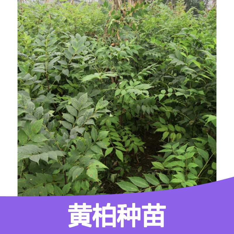 黄柏种苗供应 园林植物黄柏苗 品质优良 生长迅速