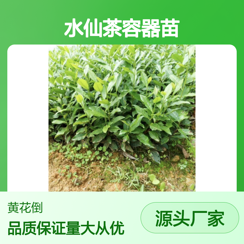 苗木合作社自营 水仙茶容器苗 专线直达 全国配送