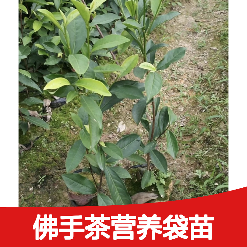 基地批发佛手茶营养袋苗 苗圃产地直供品质保证种植技术分享