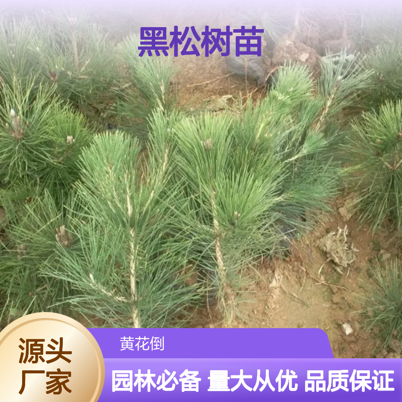 黑松树苗 百亩基地直供 园林绿化优选 抗风防潮