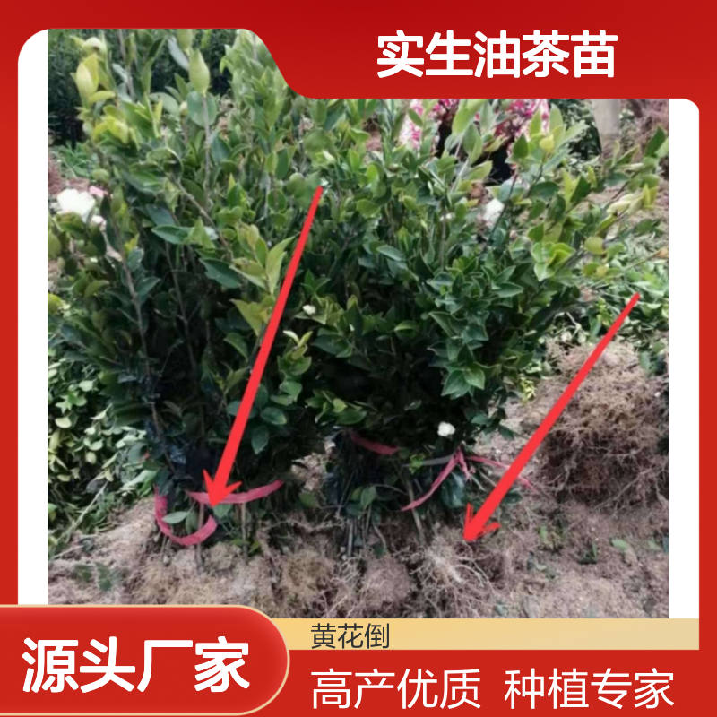 实生油茶苗 嫁接高产 种植园直供 果大皮薄 营养丰富