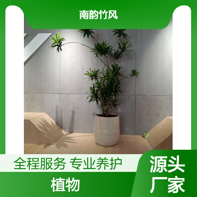 南韵竹风 植物租赁服务 绿化工程设计与施工 品种多样