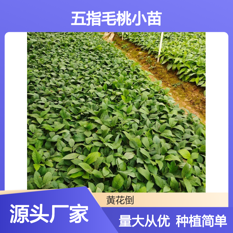 五指毛桃小苗 百亩种植园直供 管理规范 药用价值