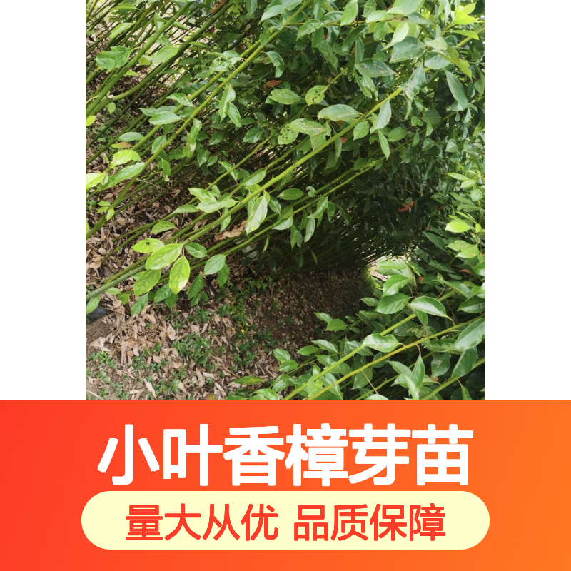 小叶香樟芽苗 基地直供 园林优选 百亩种植 专业培育