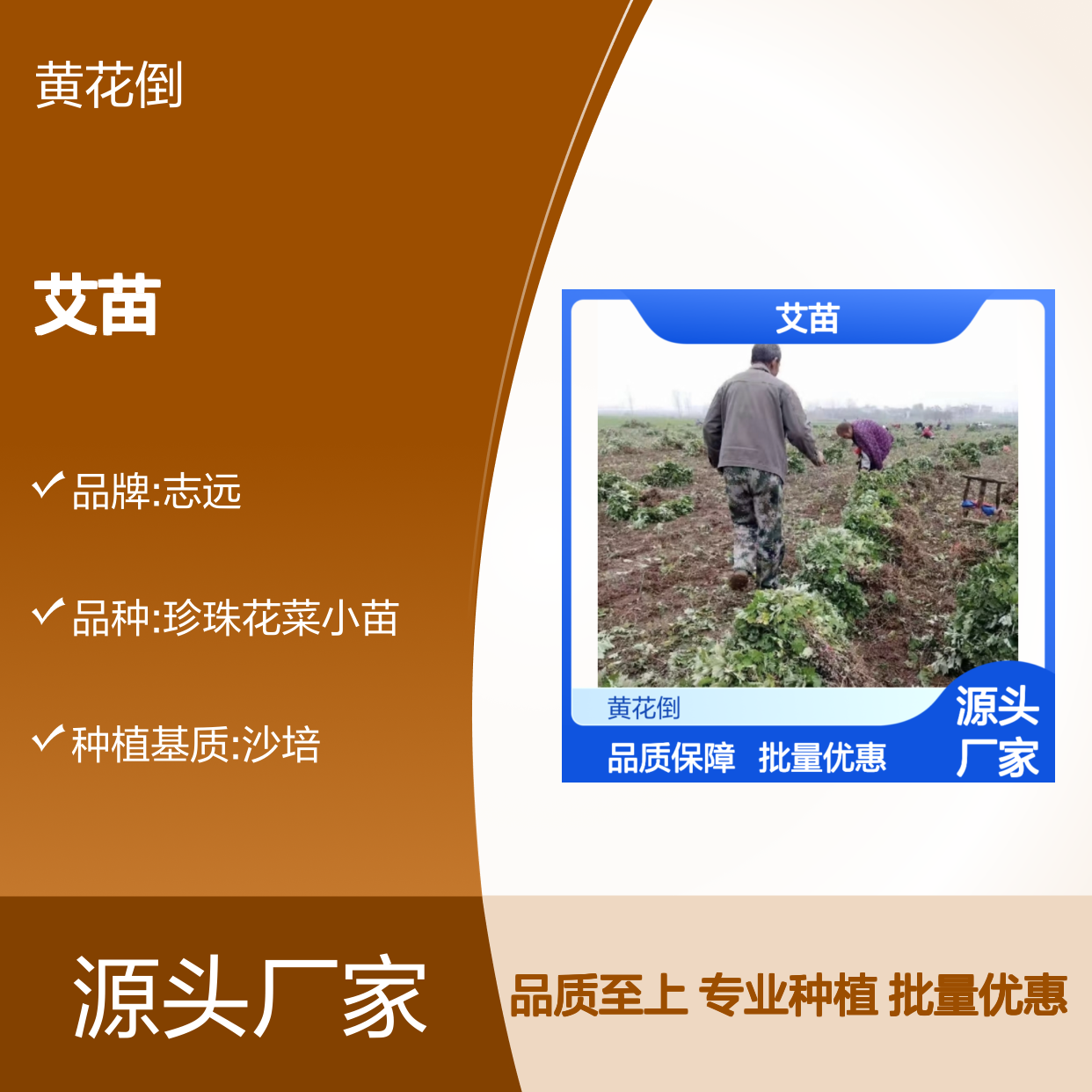 多年生草本艾苗 香气浓郁基地直发 适应性强 药用价值