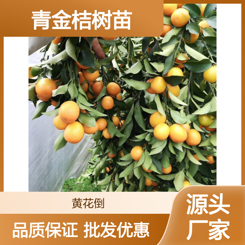 青金桔树苗 优良品种 批发供应 果香浓郁 产量丰富