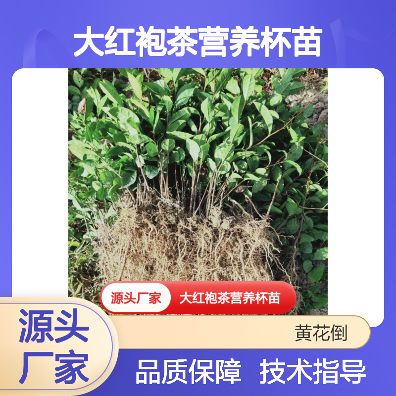大红袍茶营养杯苗 苗木合作社自营基地直供 技术指导