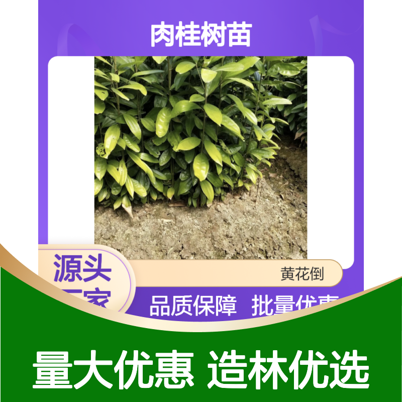 肉桂树苗 园林绿化香料造林优选 诚信为本 质量上乘