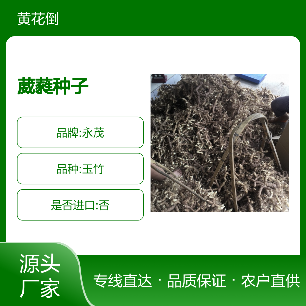 农户直供葳蕤种子 购买数量达到要求 全国专线车直达送货