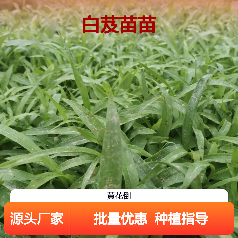 白芨苗苗批发 园林植物优选 生长旺盛 易于养护