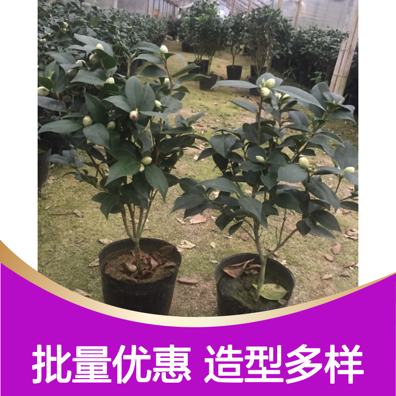 香茶花百亩基地 批发香茶花苗 盆景造型优选 成活率高