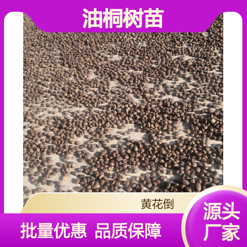 油桐树苗 批发供应 百亩种植基地 易于移栽 丰产优质