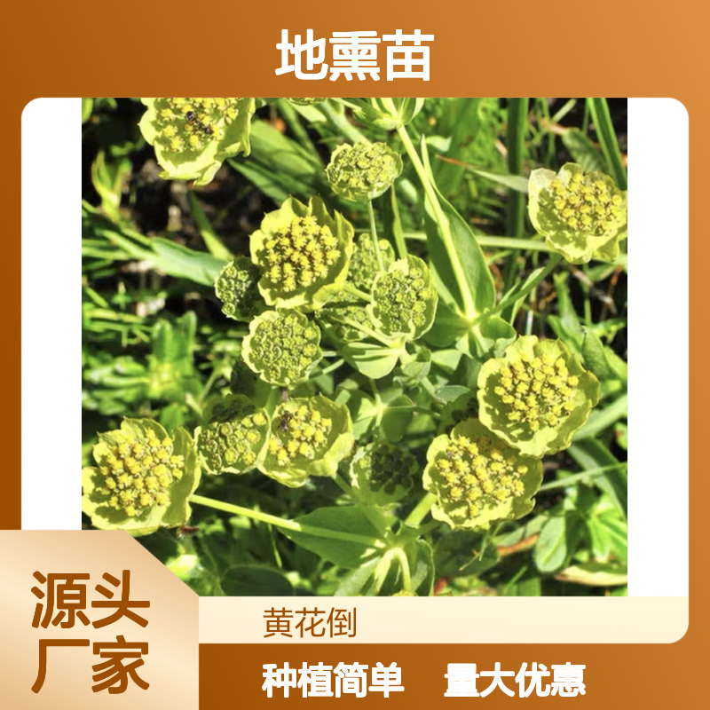 地熏种植基地 柴胡地熏苗批发 园艺优选 管理简单