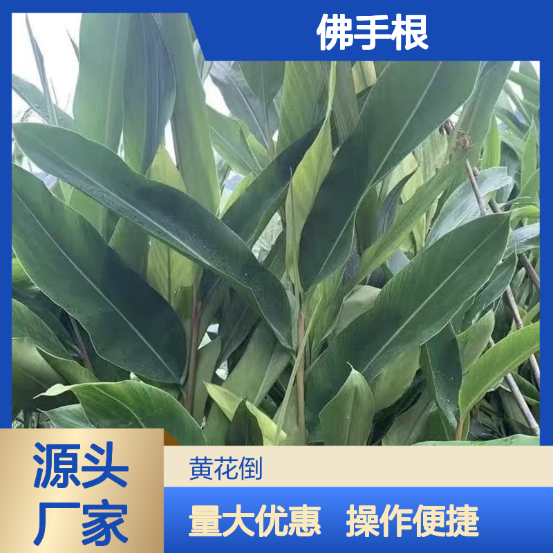 佛手根块茎苗 基地直供 品质保证 成活率高 技术支持