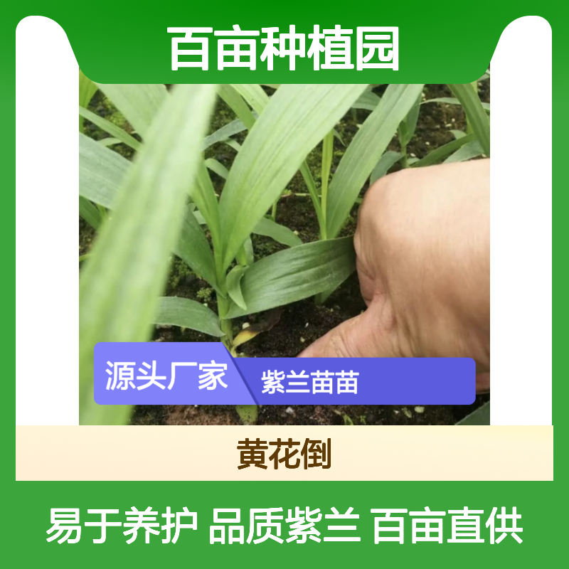 紫兰苗苗 百亩种植园直供 品质保证 生长旺盛 易于养护