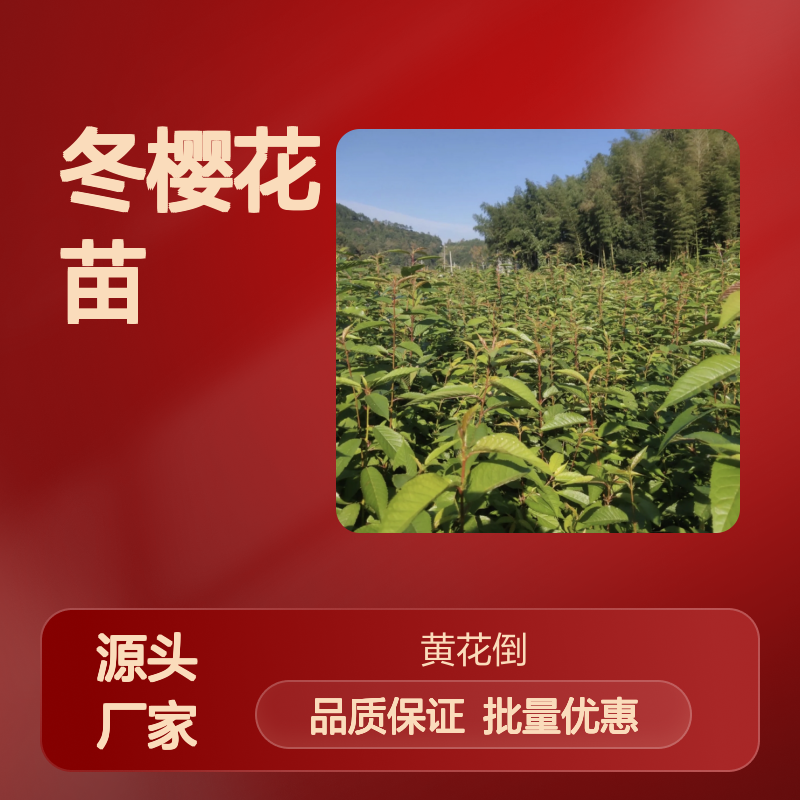 冬樱花苗 百亩种植 主产区直供 色泽艳丽 生长旺盛