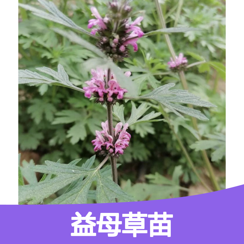 益母草苗 基地直供 新鲜采摘 种植简单 全国发货