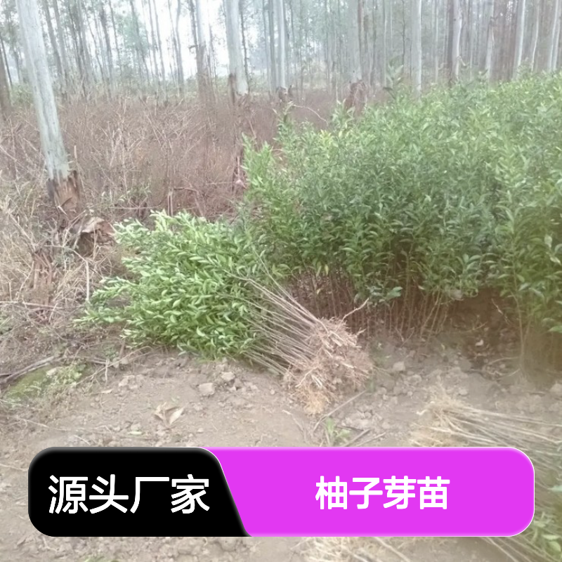现起现发柚子芽苗 园林绿化优选 新鲜挖取 专线直达