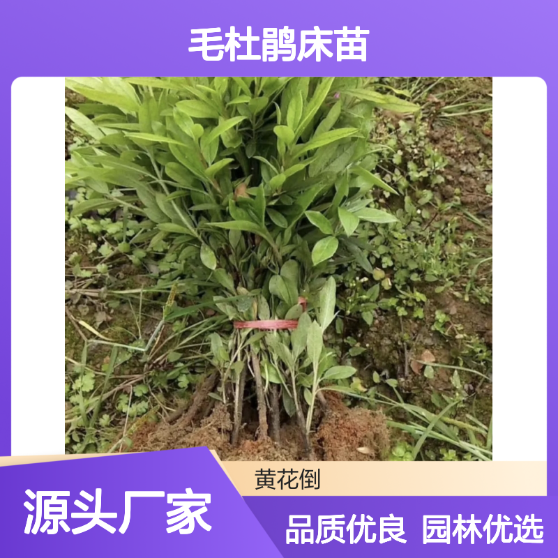 毛杜鹃 毛杜鹃床苗 百亩种植基地 批发毛杜鹃床苗