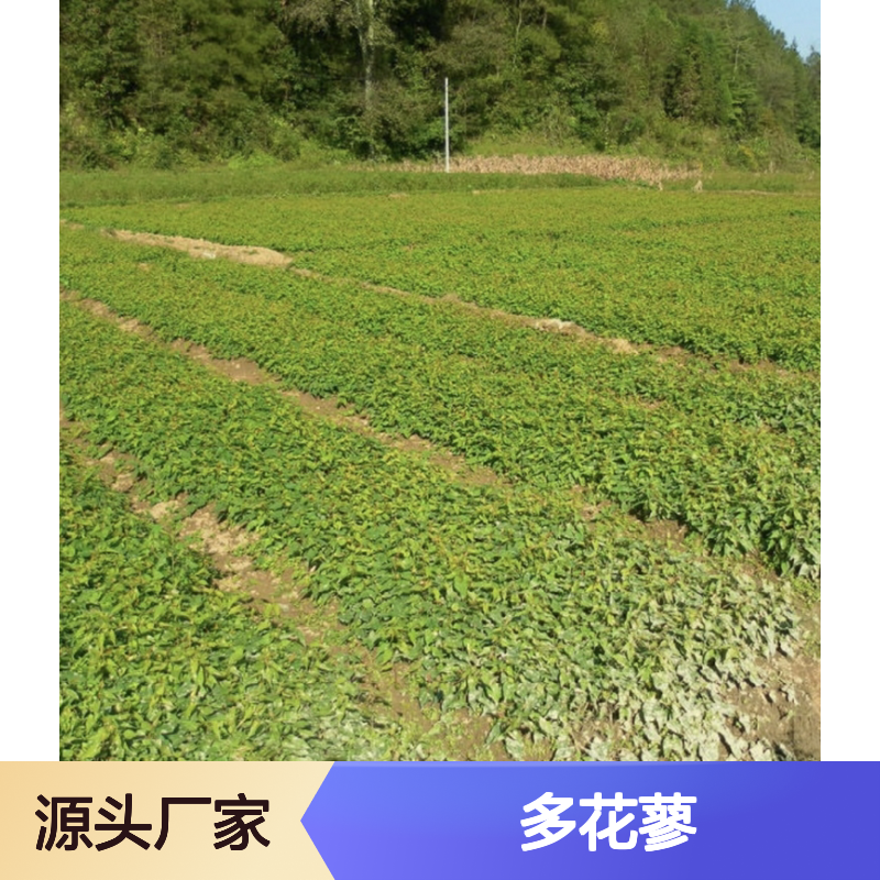 多花蓼种苗批发 山谷灌丛生植物 适应性强 易于繁殖