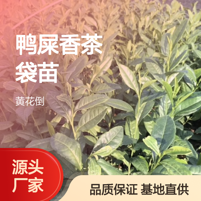 基地直供鸭屎香茶袋苗 种植收益好荒山农田均可种植