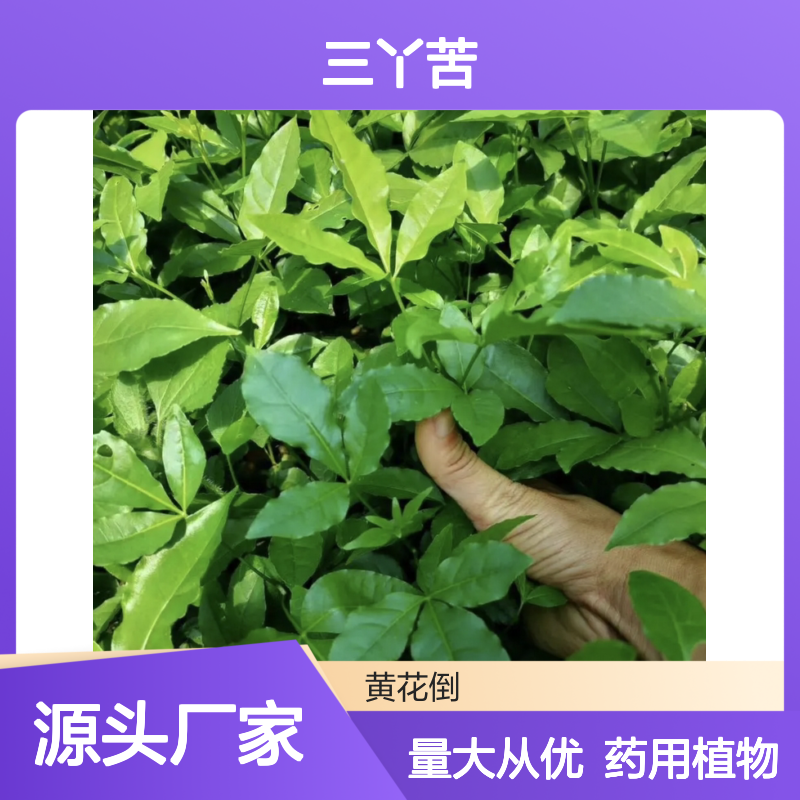 三丫苦种苗 南方特有植物 药用价值 全年采摘 分布广泛