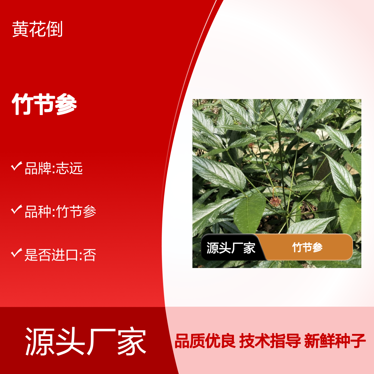 当年采收竹节参种子 种植技术指导 品质优良 自营基地