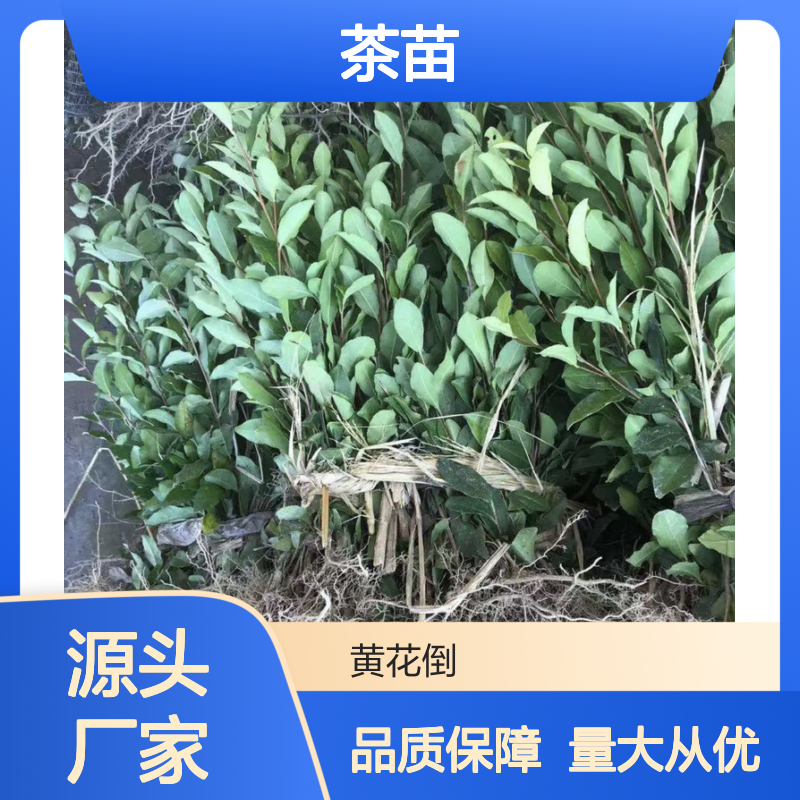 福云6号茶苗 基地直供 品质保证 批发优选 园林专用