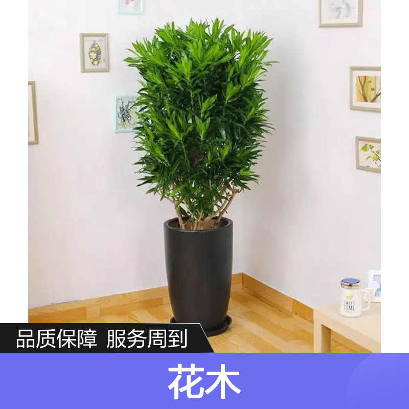 南韵竹风植物租赁 承接绿化工程项目 成活率高