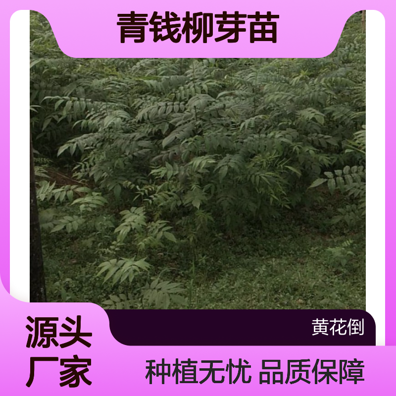 青钱柳芽苗 荒山农田可种 种植收益佳 极易成活