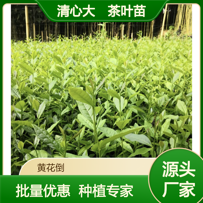 清心大冇茶叶苗 批发种植园直供 品质优良 生长旺盛