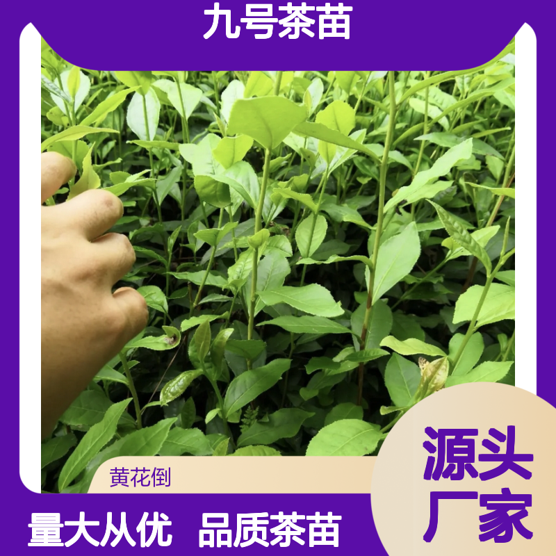 福选九号茶苗 百亩基地直供 品质保证 批发优惠
