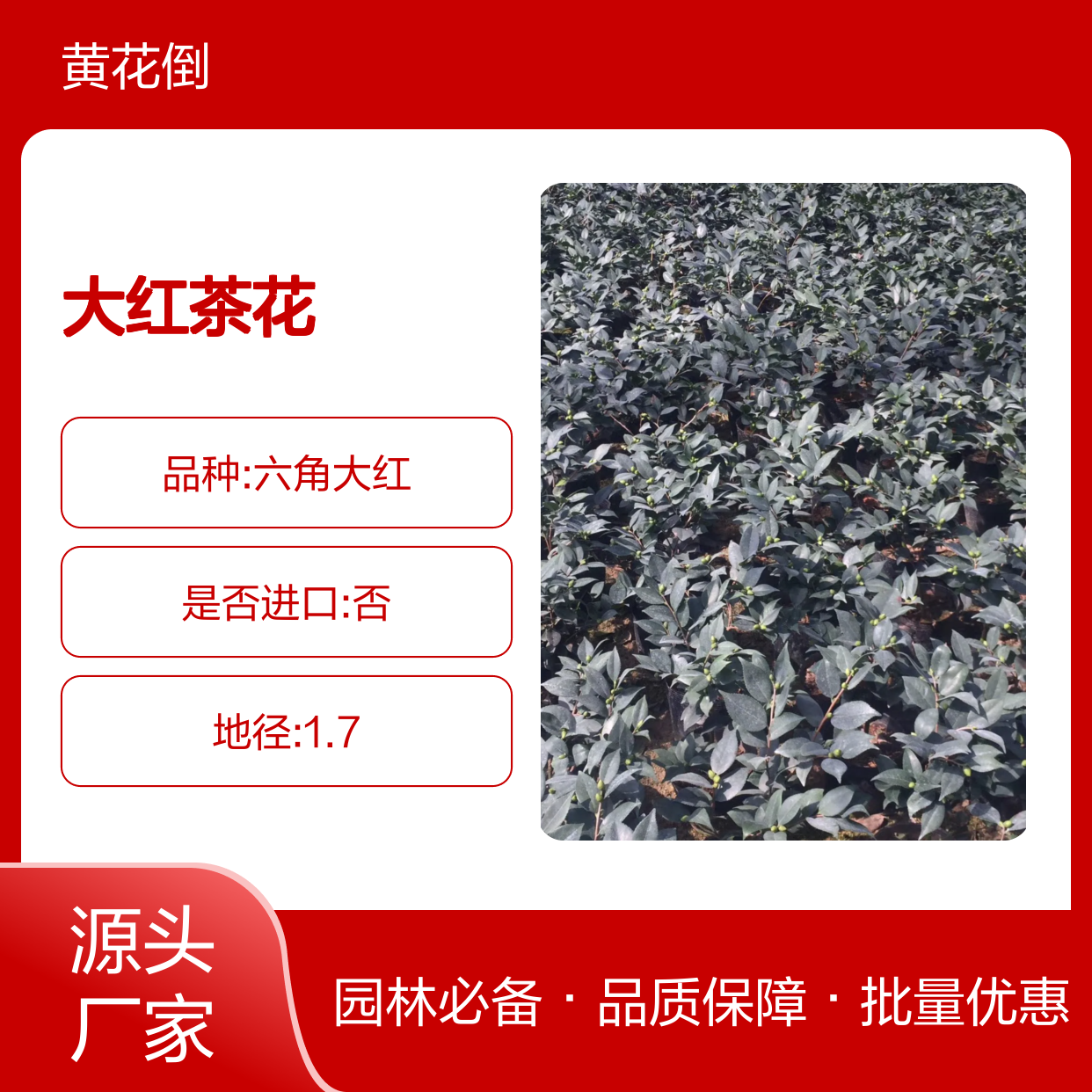 大红茶花百亩园 批发茶花苗 基地直供 品种丰富