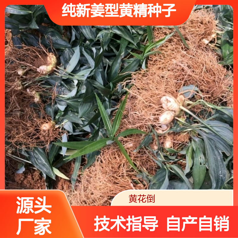 当年纯新姜型黄精种子 自产自销免费技术指导