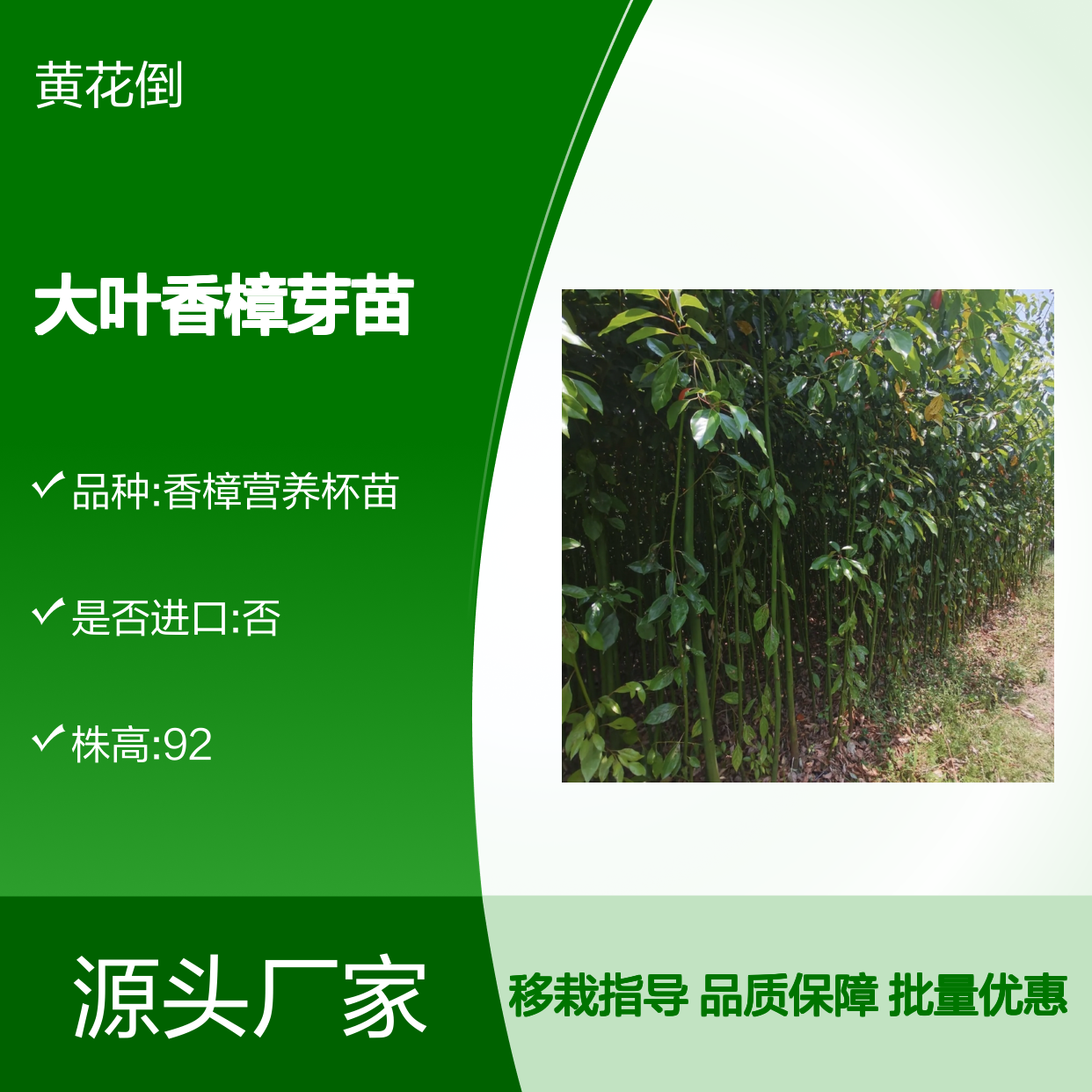 大叶香樟芽苗 优质园林植物 常绿乔木 易于移栽