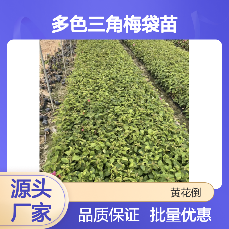 多色三角梅袋苗 百亩基地直供 成活率高 易发新根
