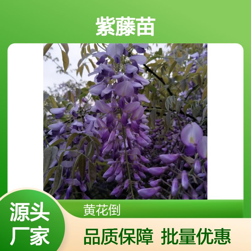 批发紫藤苗 绿化观赏优选 基地直供 生长旺盛 易于移栽